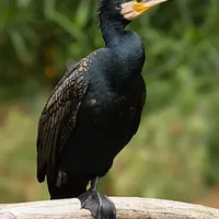 kormoran.jpg