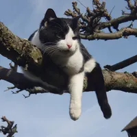 katze.jpg